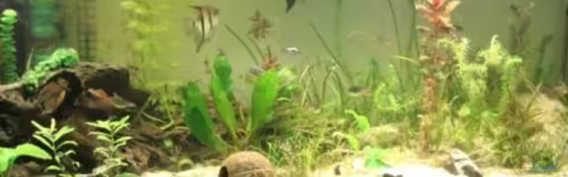 Becken 9251 von Roland Gailing