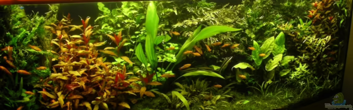 Becken 9284 von Stinnes