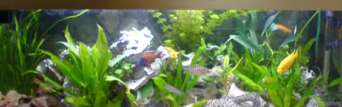 Becken 9302 von Dennis Mair