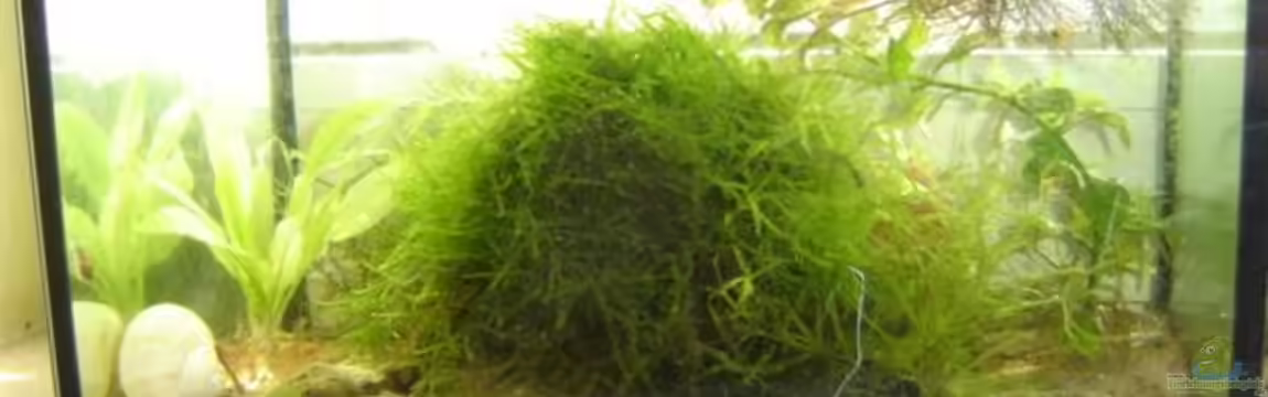 Becken 9308 von RatinaZ