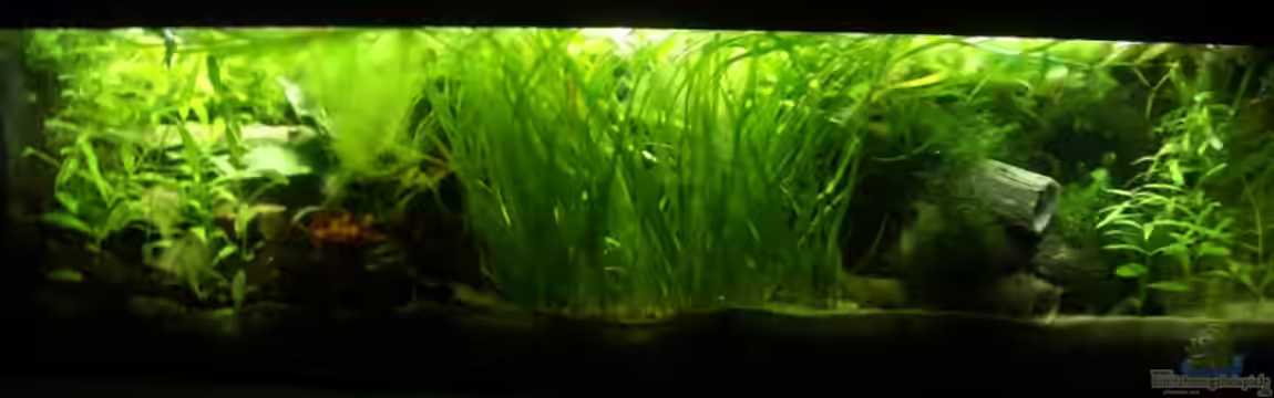 Becken 9367 von Dschennerell