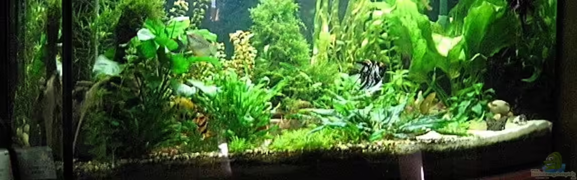 Becken 9396 von Barbara Schmidt