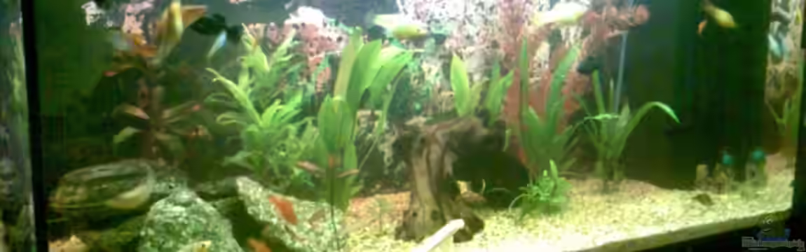 Becken 9405 von Max da Alu