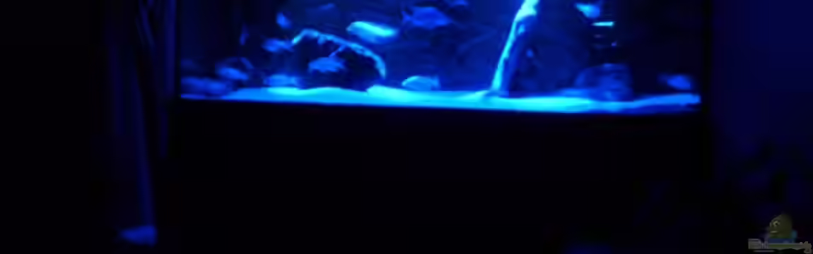 Becken 9422 von Malawi und Diskus Fan