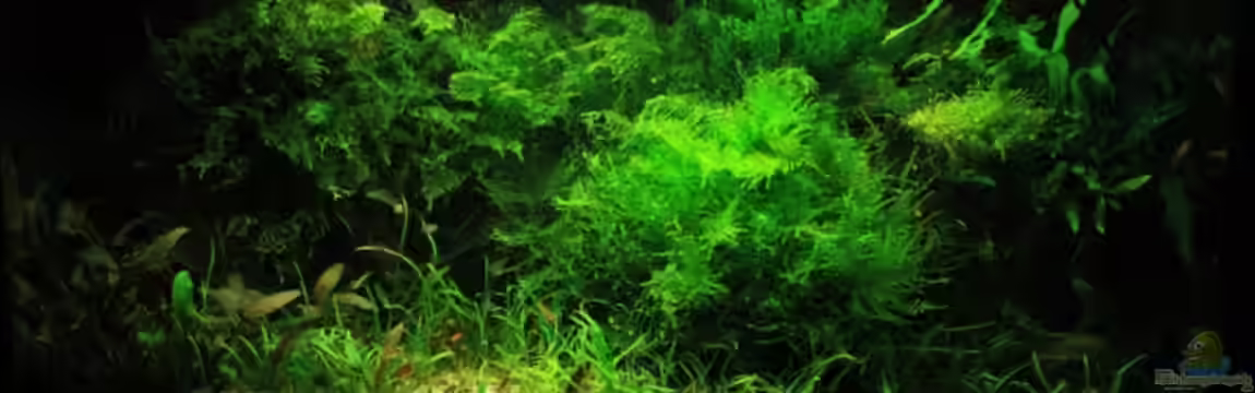 Becken 9440 von basetim