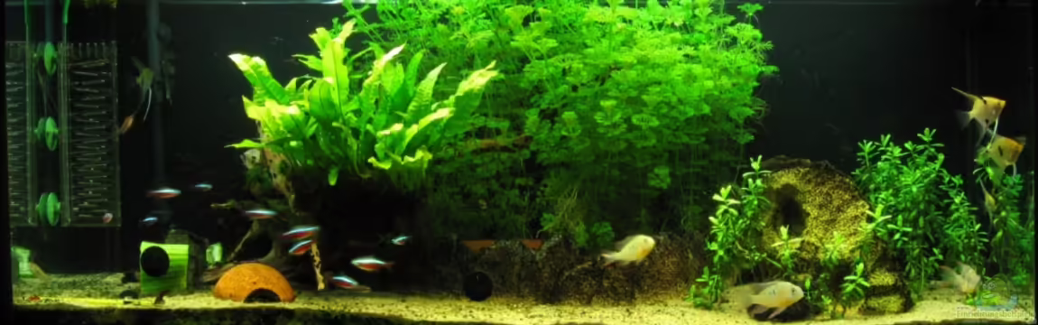 Becken 9444 von tomtirol