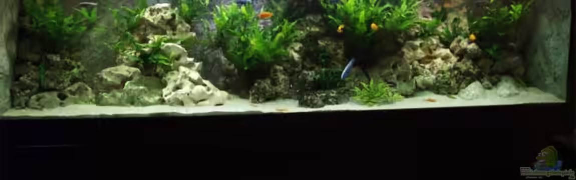 Becken 9459 von malawi-fish