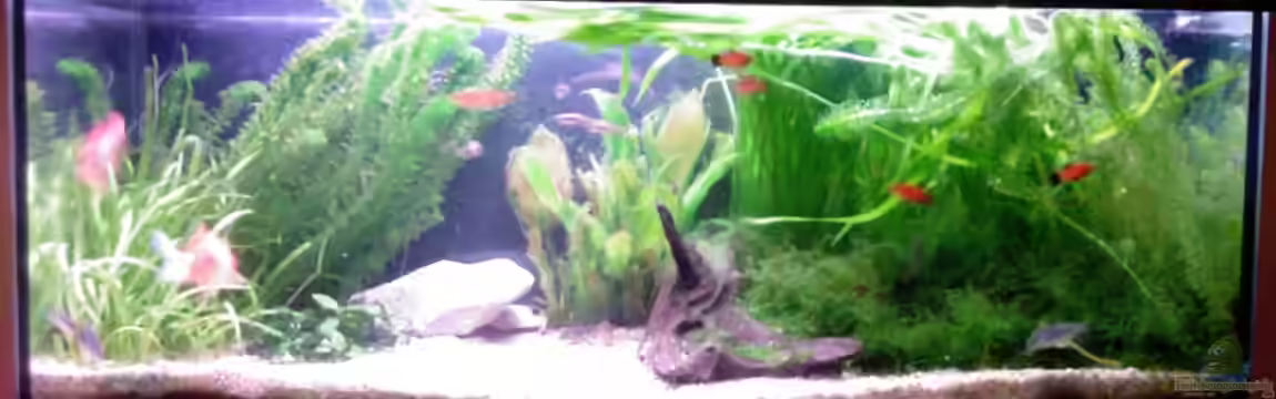 Becken 9463 von Dennis Kubiak