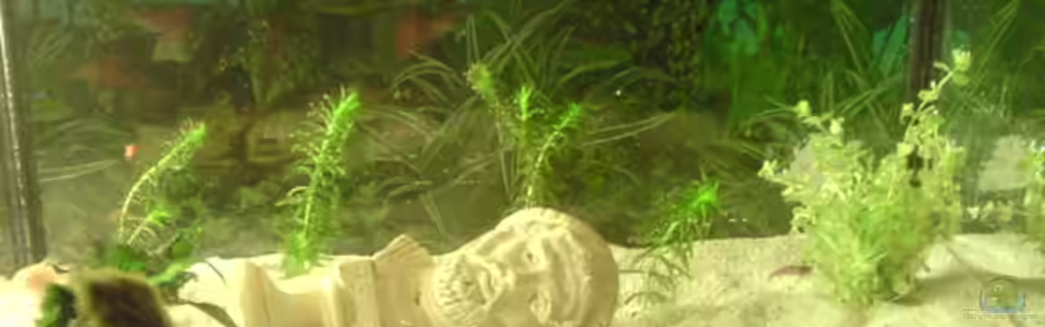 Becken 9470 von Amir