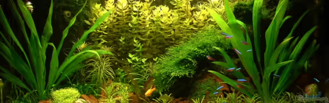 Becken 9474 von schluenkes