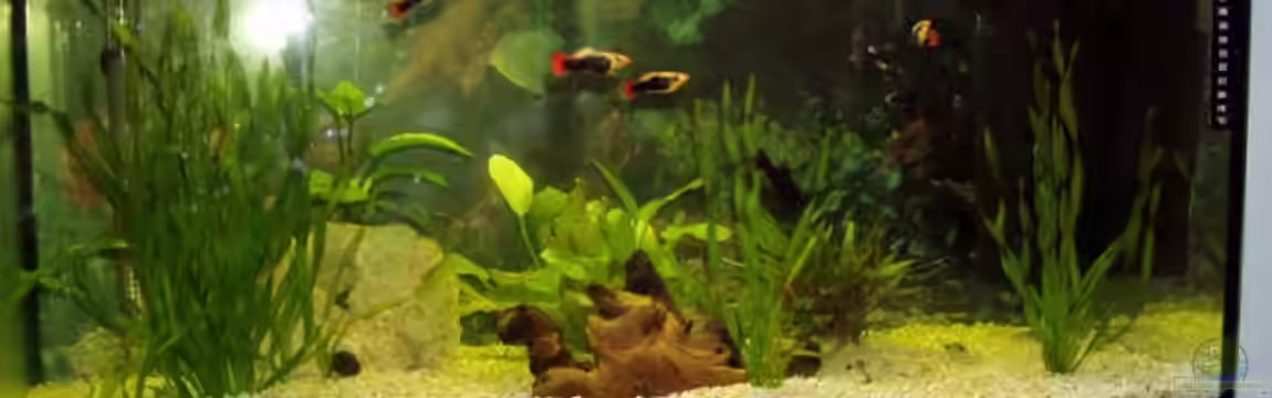 Becken 9513 von Sven Lochner