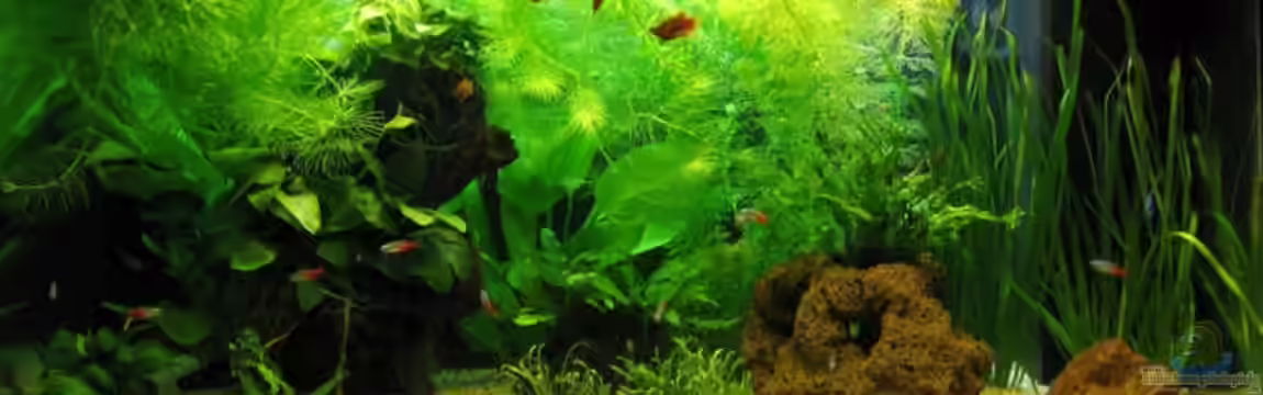 Becken 9550 von aquatommy