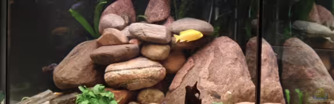 Becken 9554 von axxlon