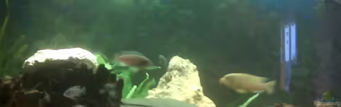 Becken 9557 von Andy01