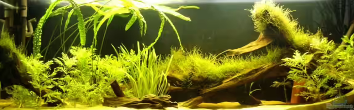 Becken 9562 von Heiko Bull