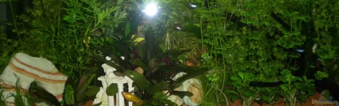 Becken 9633 von Meli