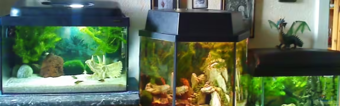 Becken 9709 von Tapsel