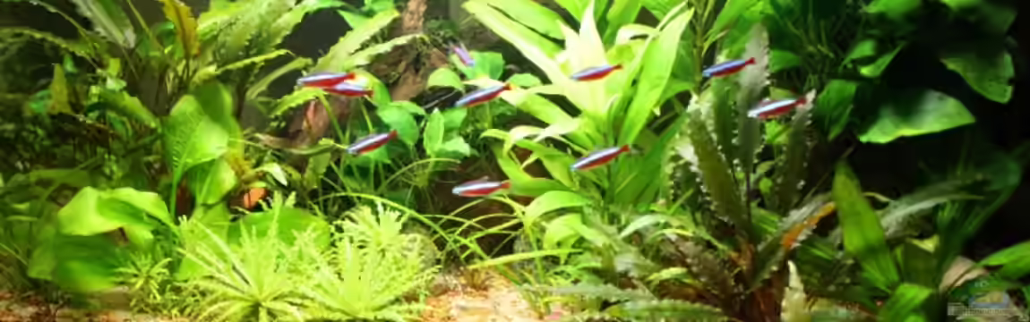 Becken 9728 von Wildwuchs