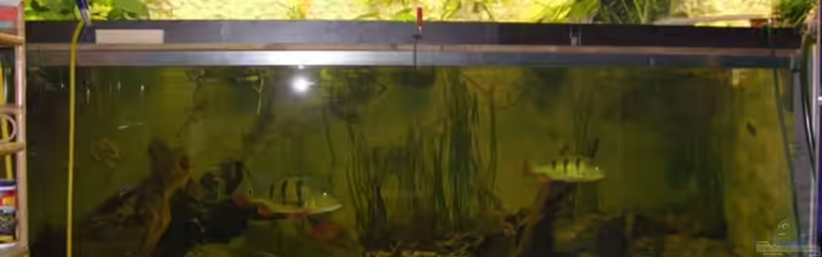 Becken 9750 von dornwels