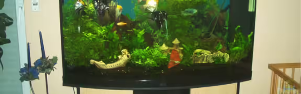 Becken 976 von Claus Belli