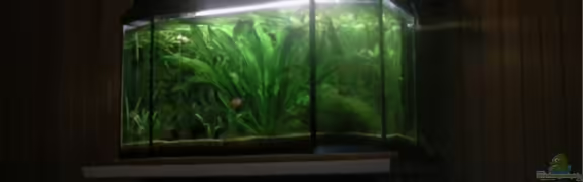 Becken 9762 von Feuerschwanz