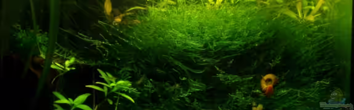 Becken 9764 von aetti