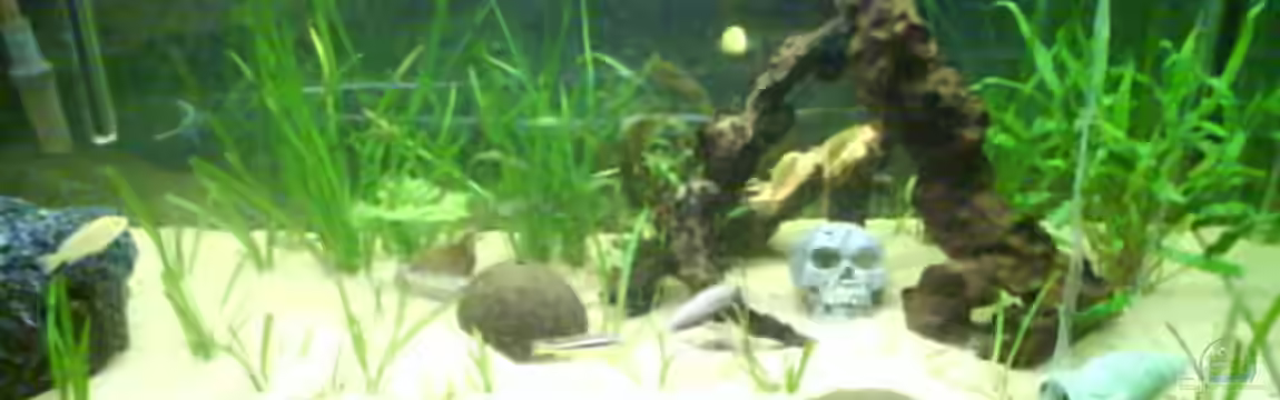 Becken 9772 von Sacha Gerwill