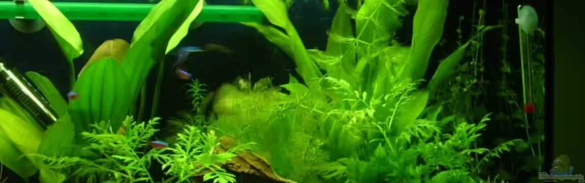 Becken 9806 von LoidlStef