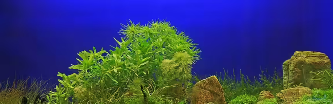 Becken 9808 von Shadei