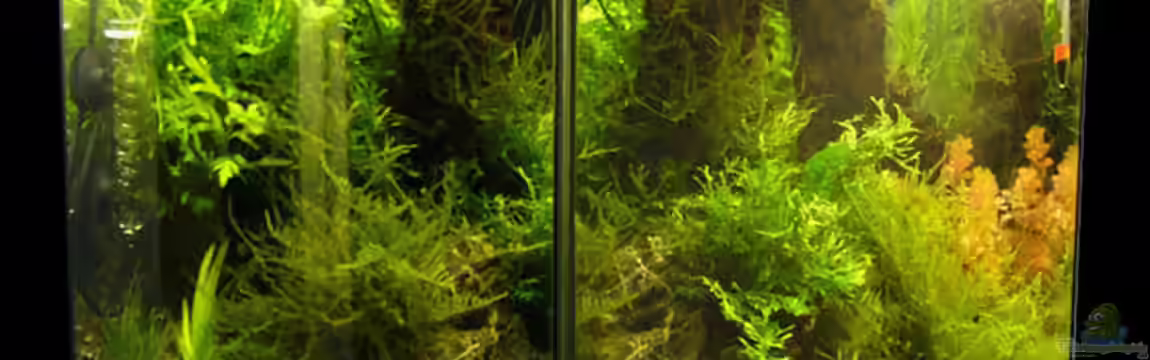 Becken 9817 von Stefan Philippi