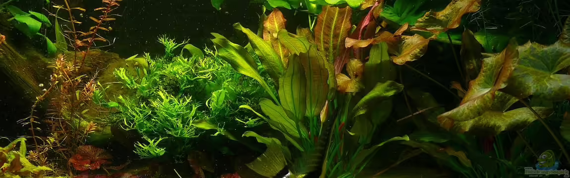 Becken 9856 von Die kleine Meerjungfrau