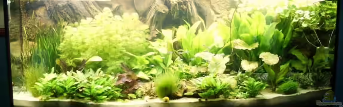 Becken 988 von msp99