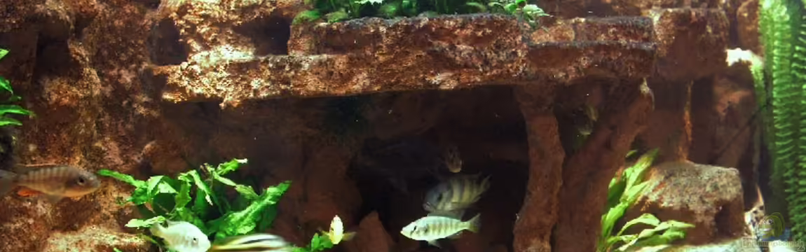 Becken 991 von Peter Pozsgai