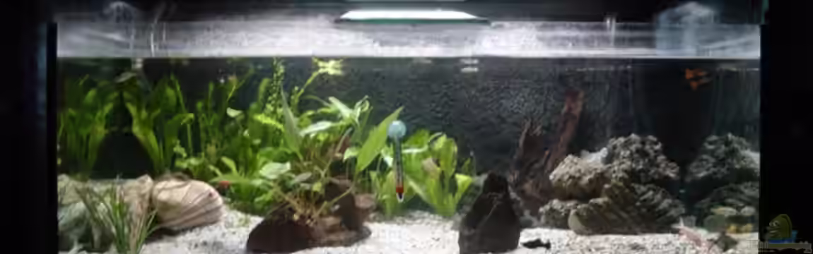 Becken 9913 von Dominik Laufer