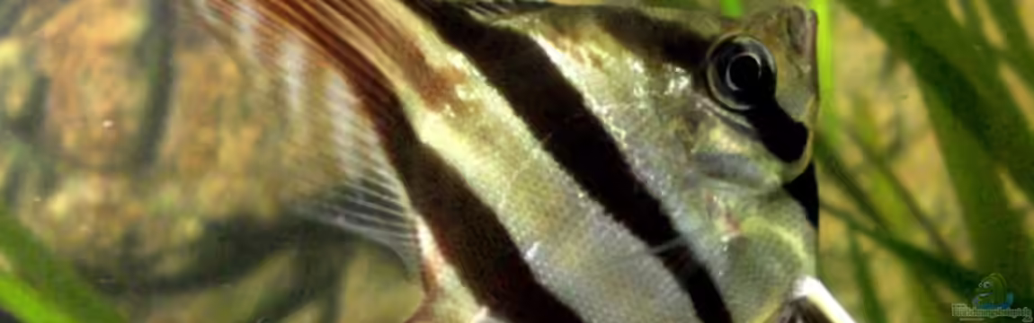 Becken 9926 von Angelfish