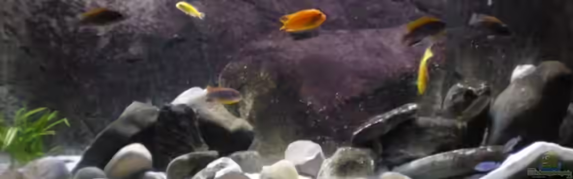 Becken 9943 von Der Schwabe