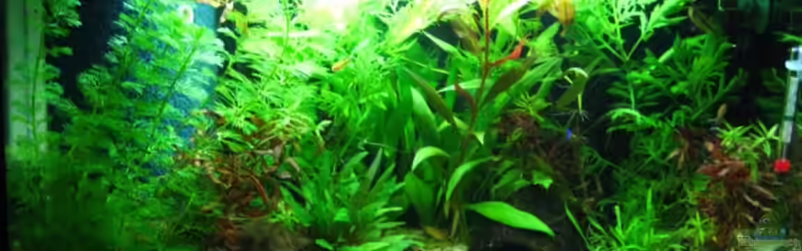 Becken 9951 von Robert Hajok