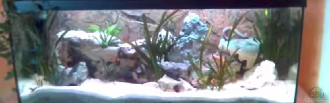 Becken 997 von Bernhard Gressenbauer