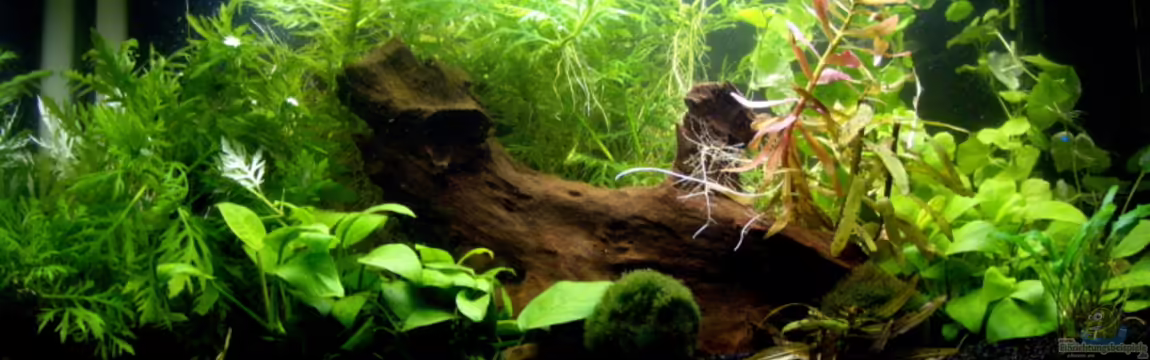 Becken 9990 von Basketjoe