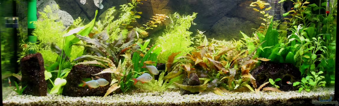 Becken 9998 von Fischkopp