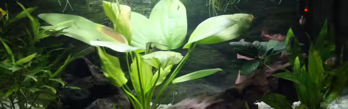 Becken abzugeben VB von schnapper