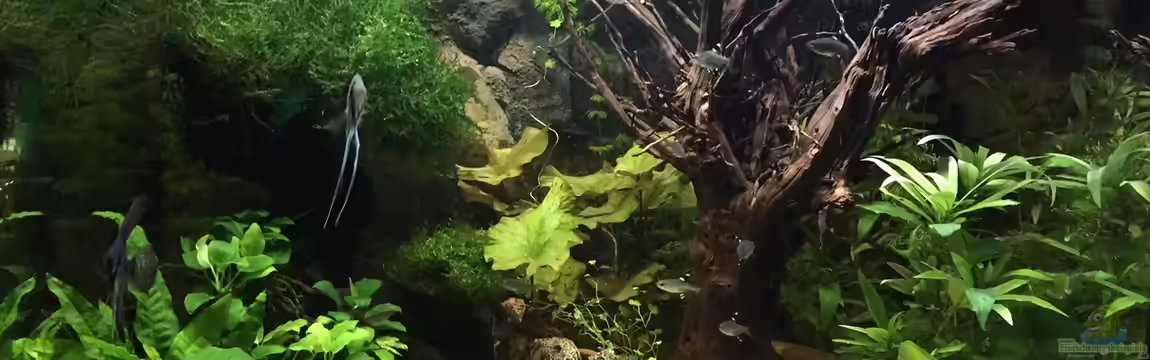 Becken Lido 200 von Tarmina