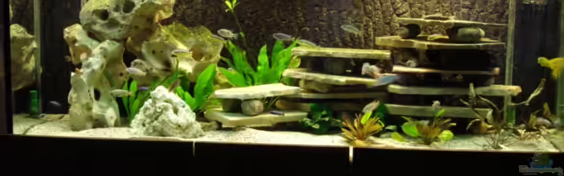 Becken Malawi Mbuna`s von Troll