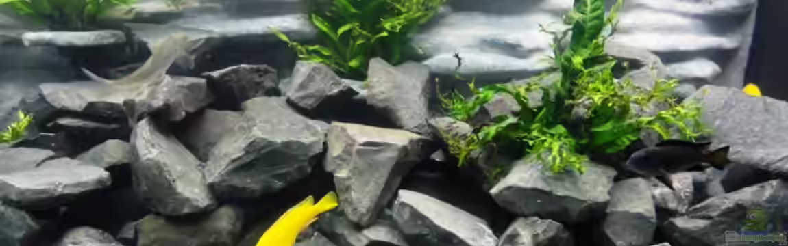 Becken Malawi von brandl72