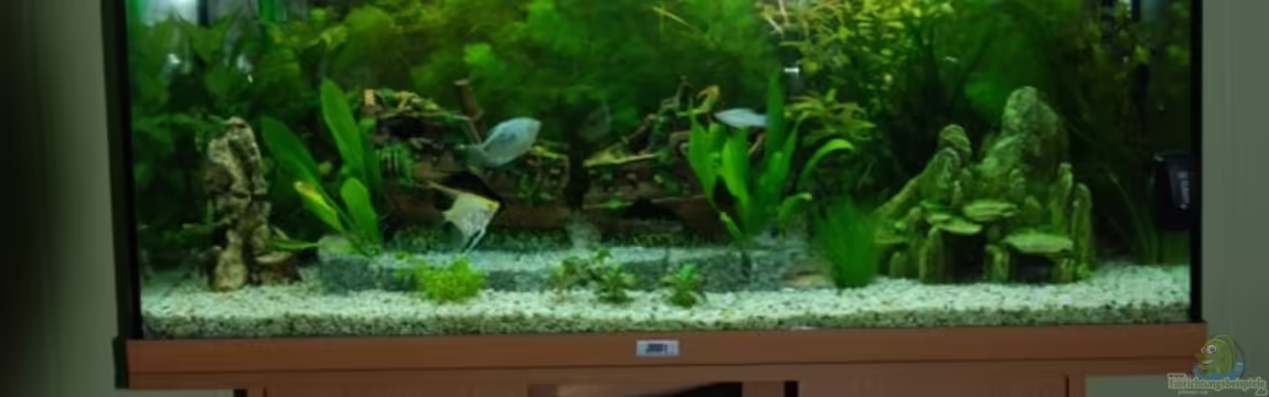 Becken rio 180 von Jannn