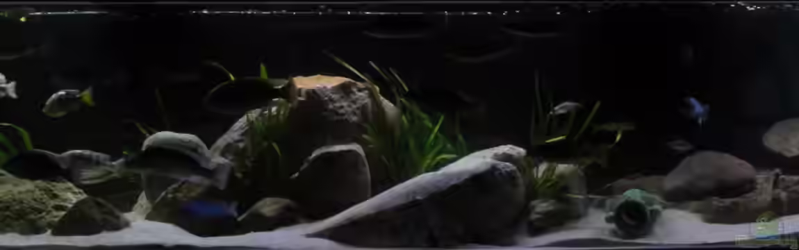 !!!!!!Becken steht zum Verkauf!!!! von Wesermalawi