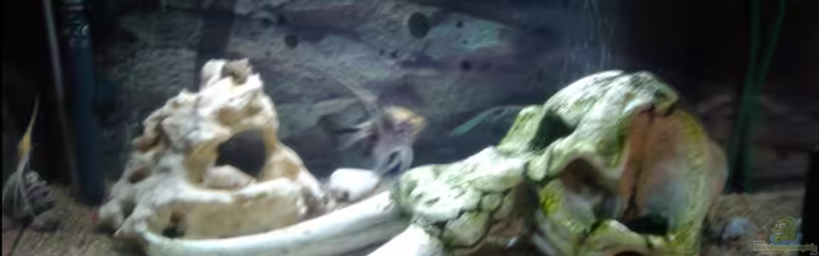 Becken1111111 von Fischer123