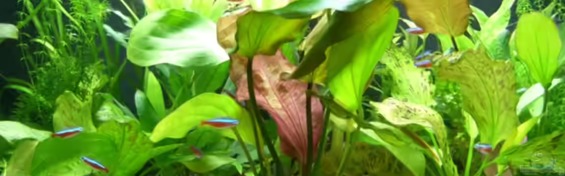 Beispiel 1 (gibt es leider nicht mehr) von Alexander Eckel