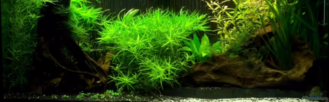 Bepflanztes Gesellschaftsbecken (alt) von Kiera&Hannes