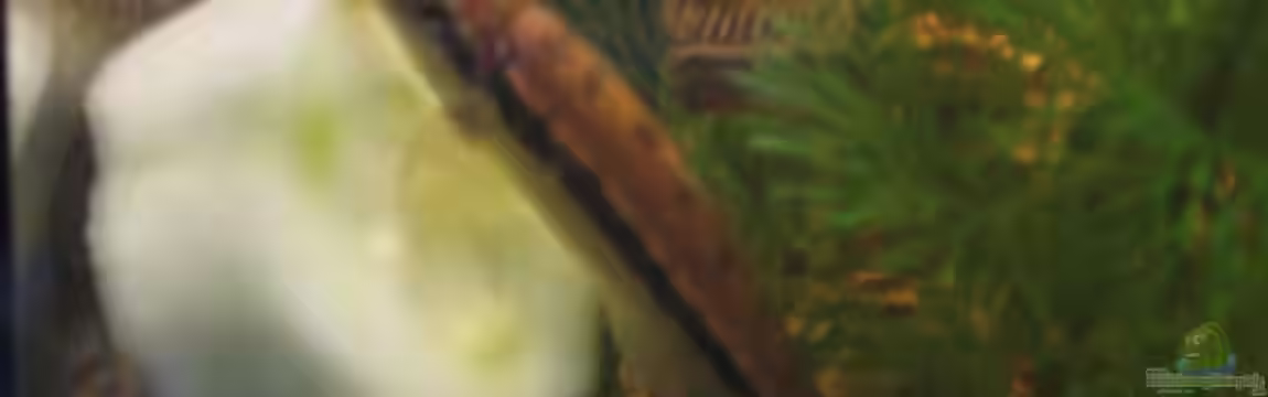 Besatz ok? Gesellschaftsbecken 450 Liter von Fabian Kaasool